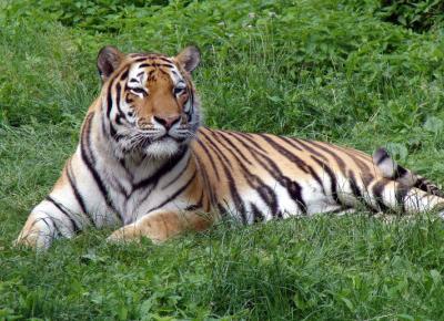 Tygrys zarażony koronawirusem w amerykańskim zoo! Czy nasze zwierzaki również mogą się zarazić?
