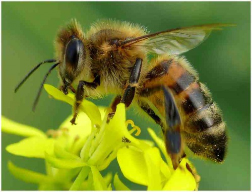 Pszczołom grozi wyginięcie. Jak im pomóc? Dlaczego są tak ważne?
