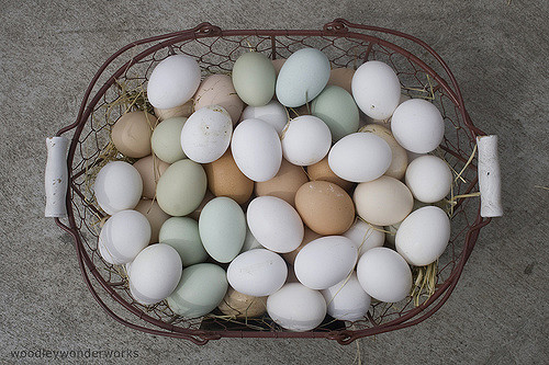 Jak sprawdzić świeżość jajek? - Artykuły Wiadomości - NetKobieta