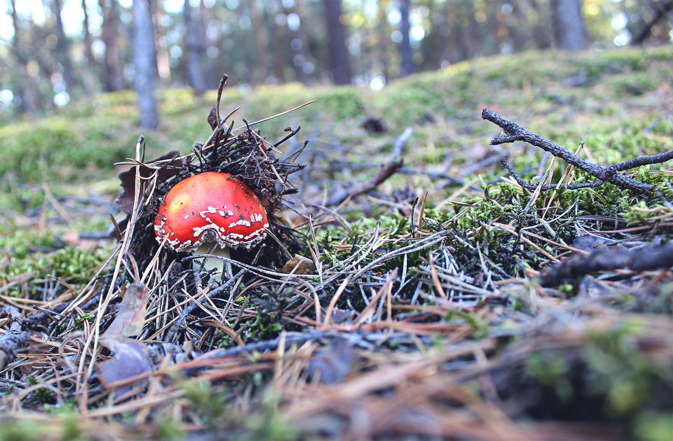 Janusze grzybobrania, czyli kilka typów grzybiarzy