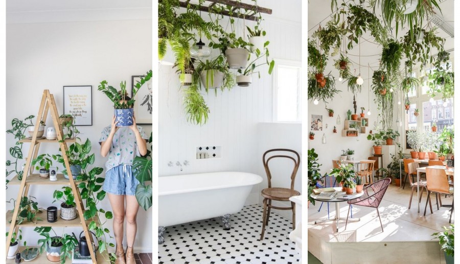 PLANTS INSPIRATIONS