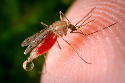 Sposoby na upał i komary, czyli jak odpoczywać w ogrodzie
