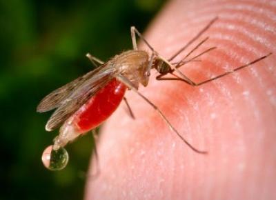 Sposoby na upał i komary, czyli jak odpoczywać w ogrodzie