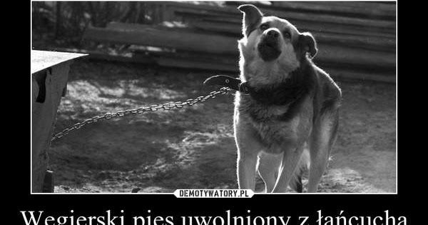 Oczami humanistki: Uwolnijmy polskie psy! 