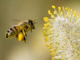 Pyłek kwiatowy pszczeli - Pierzga