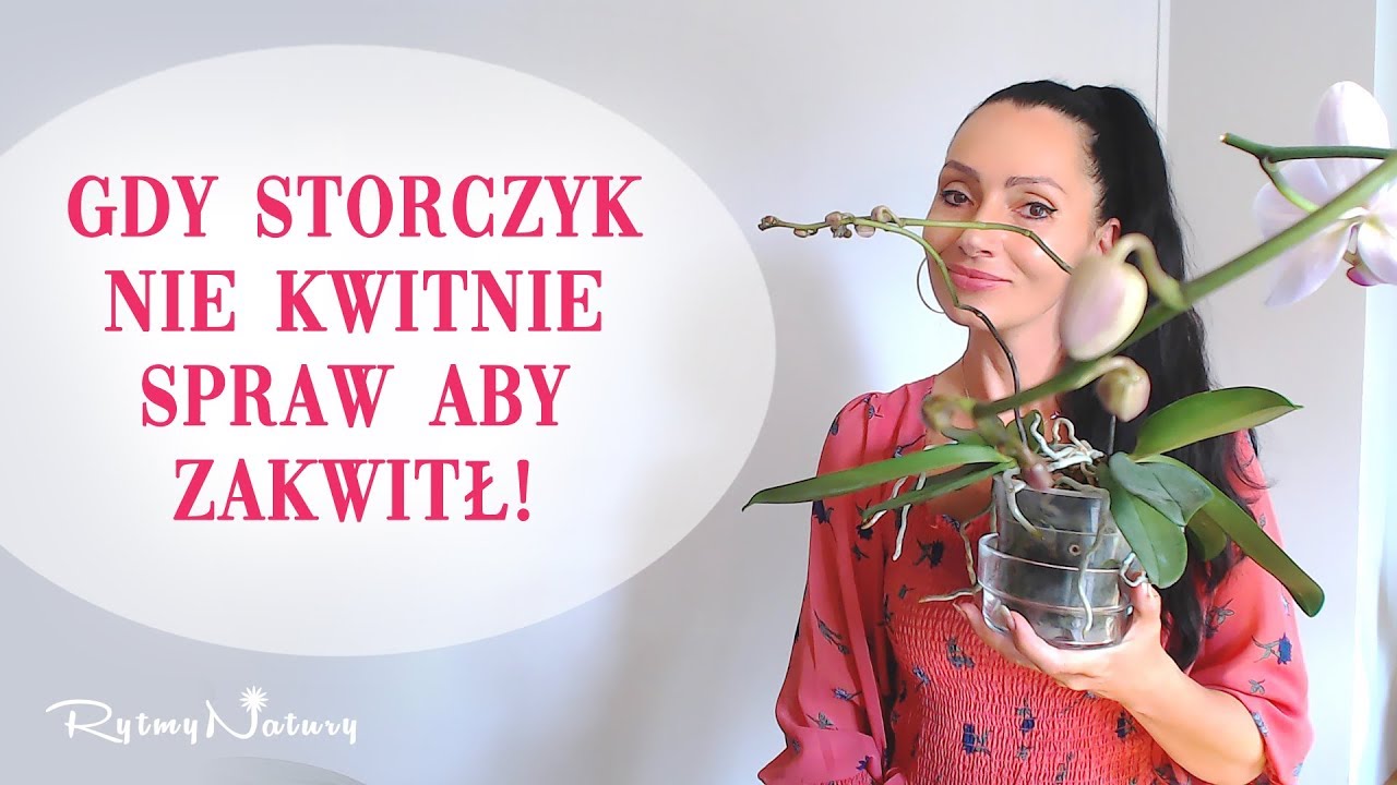 Gdy storczyk nie kwitnie spraw aby zakwitł!