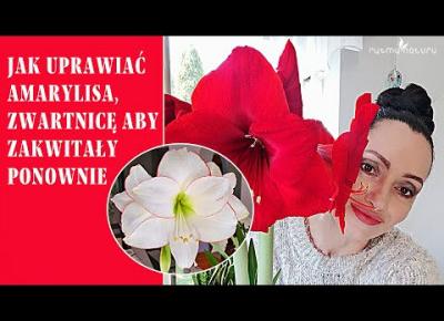 Jak uprawiać amarylisa, zwartnicę /hippeastrum/ aby ponownie zakwitały