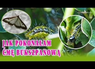 ĆMA BUKSZPANOWA - jak zwalczyłam plagę naturalnym sposobem