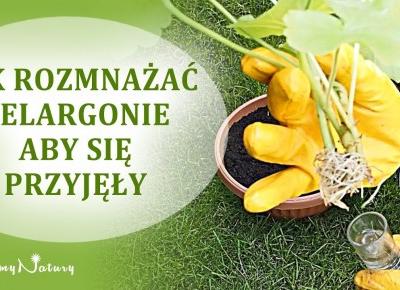 Jak rozmnażać pelargonie ze 100% szansą przyjęcia?