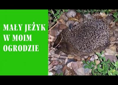 Mały jeż w ogrodzie