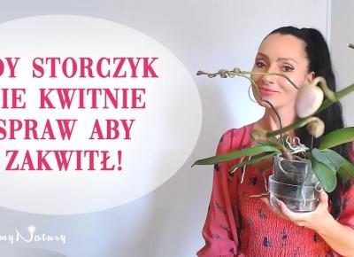 Gdy storczyk nie kwitnie spraw aby zakwitł!