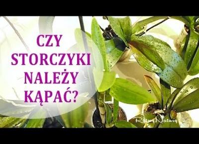 Kąpiel storczyków-nawet nie przypuszczasz jak na nie wpływa!