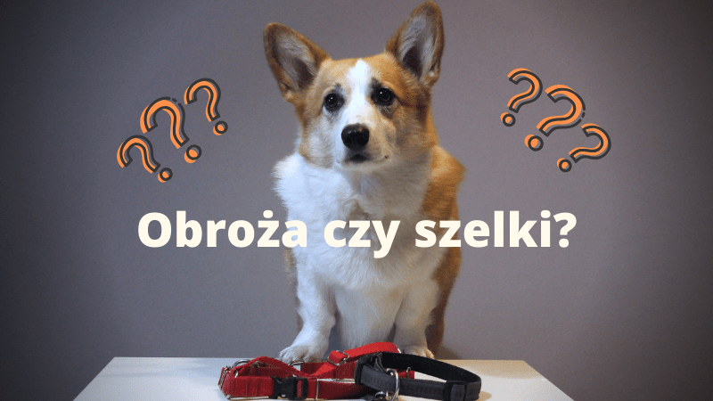 Obroża czy szelki? Co wybrać dla psa? — Sheldon - Blog bez ogonka