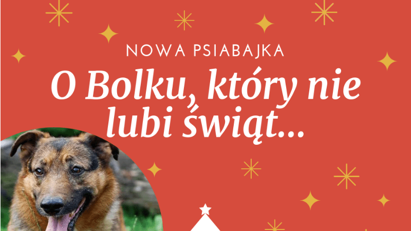 Bolek, który nie lubił świąt — Sheldon - Blog bez ogonka