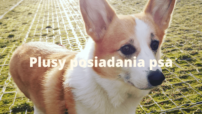 Plusy posiadania psa — Sheldon - Blog bez ogonka