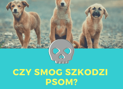 DOG vs SMOG — Sheldon - Blog bez ogonka