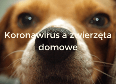 Koronawirus a zwierzęta domowe — Blog bez ogonka