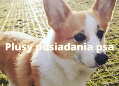 Plusy posiadania psa — Sheldon - Blog bez ogonka