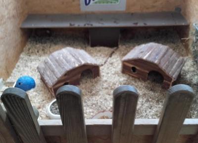 Lady Zośka: Sklep zoologiczny: w Polsce a w Niemczech