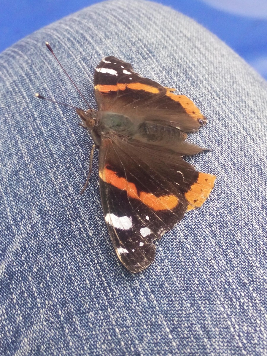 Amistad mariposa