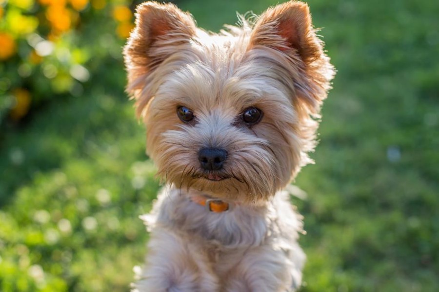 Yorkshire terrier