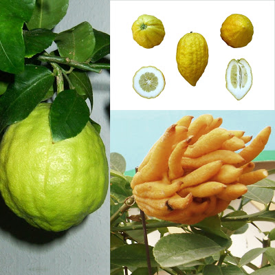 Owocowy kalejdoskop - sprawdź czy znasz te wszystkie egzotyczne owoce! | Diety i ich sekrety