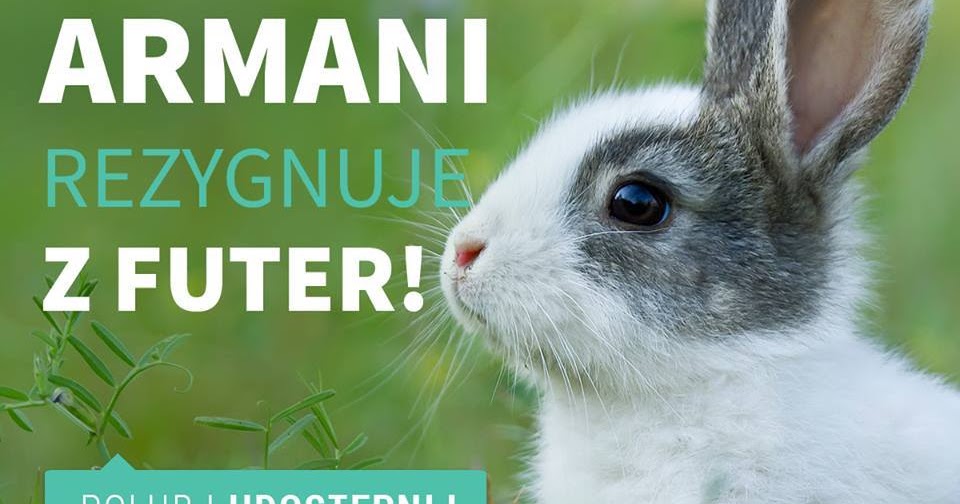 Toksyczna kosmetyczka: Cała prawda o testowaniu kosmetyków na zwierzętach