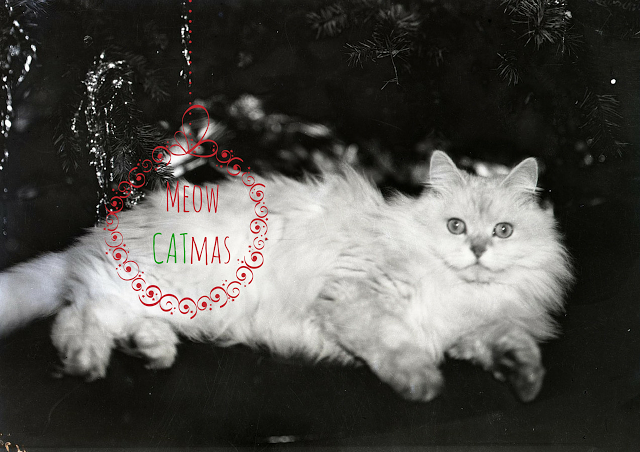 Three Cats Project: Meow CATmas