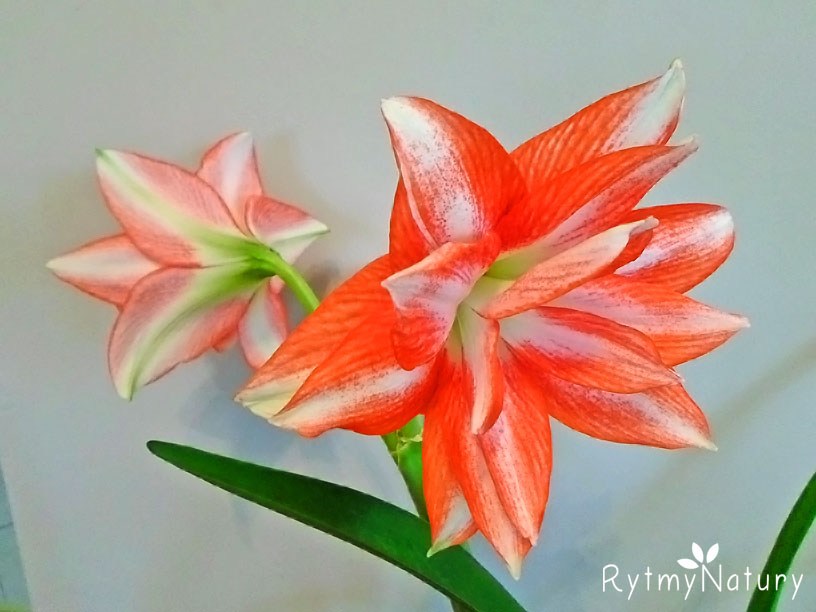 Hippeastrum zachwyci każdego, nawet najwybredniejszego! - Rytmy Natury