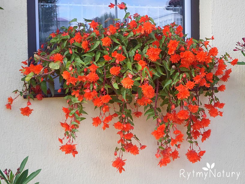 Zwisająca begonia bulwiasta to oszczędny sposób na piękny taras i balkon! - Rytmy Natury