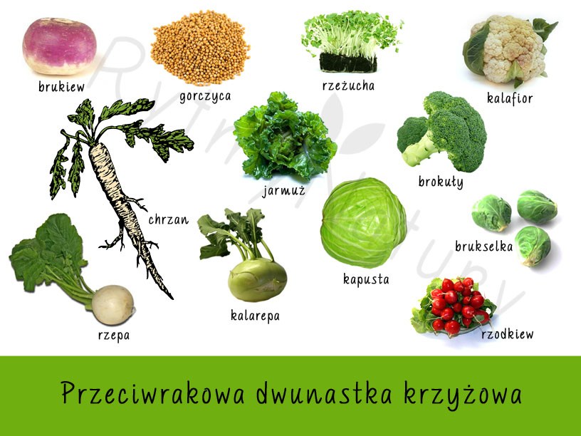 Najzdrowsze warzywa czyli przeciwrakowa dwunastka krzyżowa - Rytmy Natury