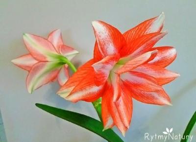 Hippeastrum zachwyci każdego, nawet najwybredniejszego! - Rytmy Natury