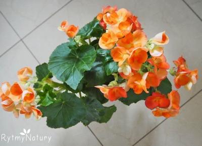 Begonia bulwiasta to urodziwa i mało kapryśna niewiasta /video/