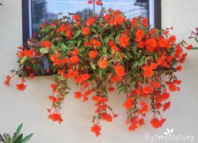 Zwisająca begonia bulwiasta to oszczędny sposób na piękny taras i balkon! - Rytmy Natury