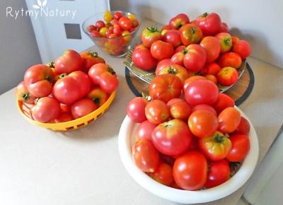 Czy ekologiczna uprawa pomidorów jest możliwa? /video/ -