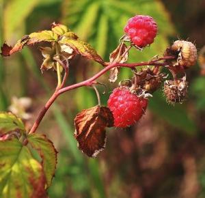 Aleksandra Furmanek: Old macro photos