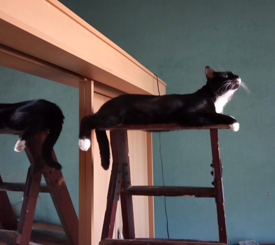 Koty lubią być wysoko. Dlaczego?