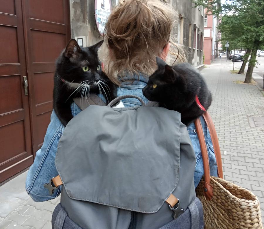 Czego starszy kot może nauczyć młodego czyli spacer z dwoma kotami