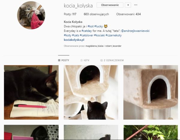 Instacat - 30 najpopularniejszych opisów kocich postów na Instagramie