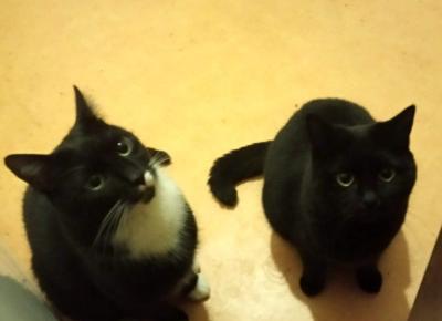 Dwa koty w domu - dają radę? Przekonajcie się! (wideo)