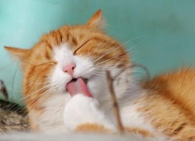 7 sygnałów, że Twój kot jest chory! Jak je rozpoznać?