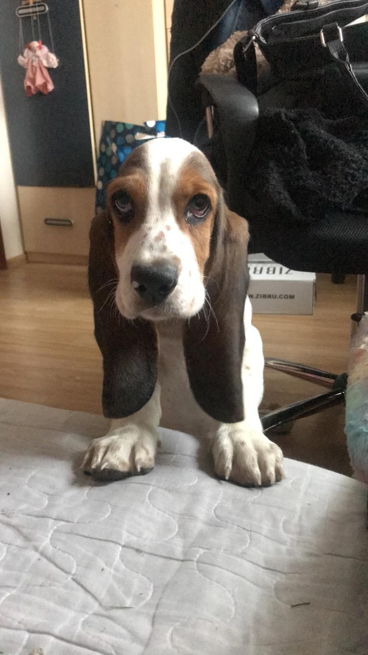 Basset hound