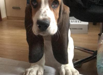 Basset hound