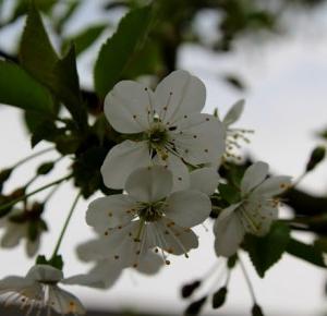 inspiracionessx: Makro #3