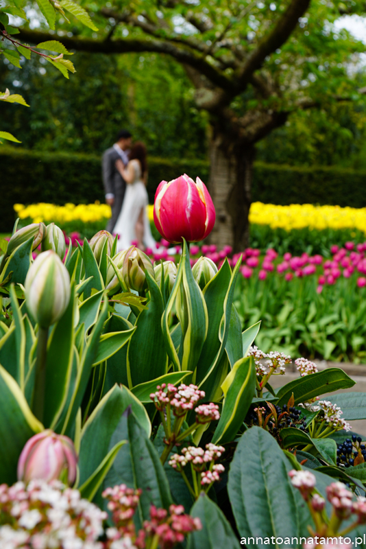 Zakochani w Keukenhof-annatoannatamto.pl