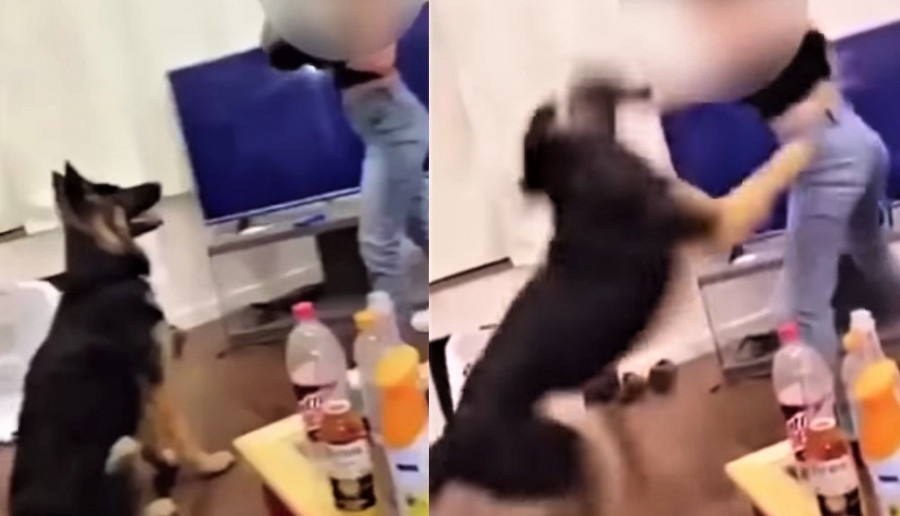 Kobieta bije swojego psa po głowie w bokserskich rękawicach. Wideo wywołało burzę