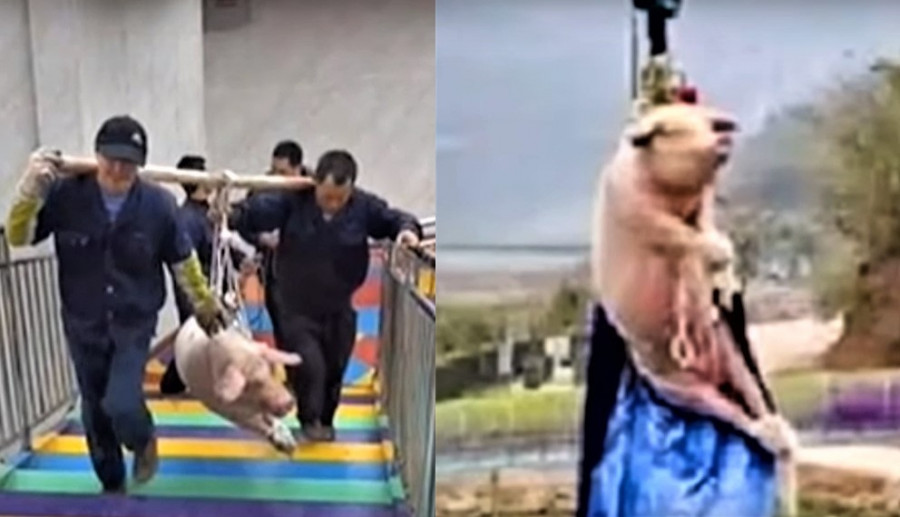 Makabryczna „atrakcja”: Chińczycy zrzucają żywą świnię do skoku na bungee