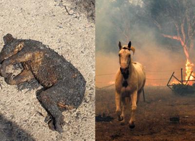 Pożary w Australii przypominają Apokalipsę. Zginęło już pół miliarda zwierząt