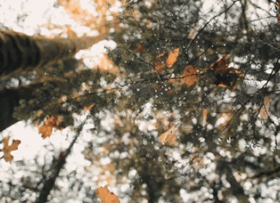everything and nothing: 10 reasons of ..Why I love fall