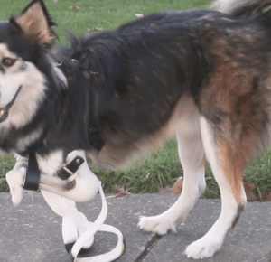 Pierwszy spacer psa-inwalidy z protezami nóg wydrukowanych w drukarce 3D - Noizz